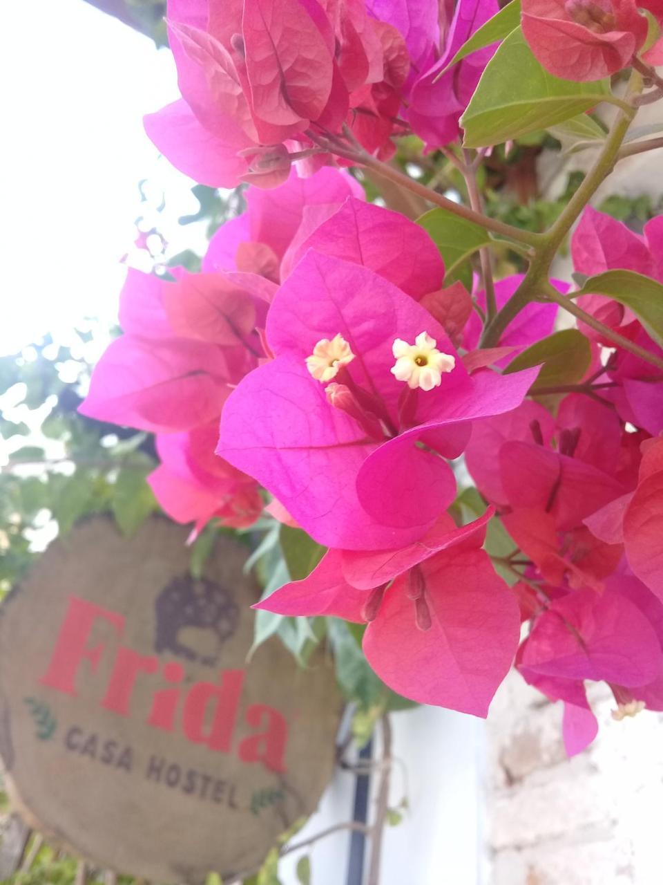 Frida Casa Hostel Pelotas Dış mekan fotoğraf